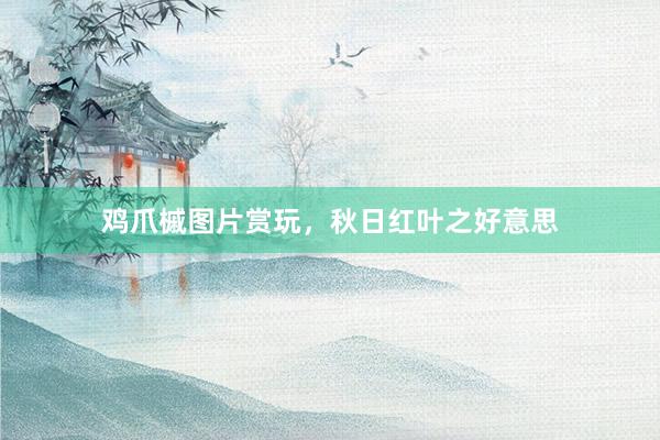 鸡爪槭图片赏玩，秋日红叶之好意思